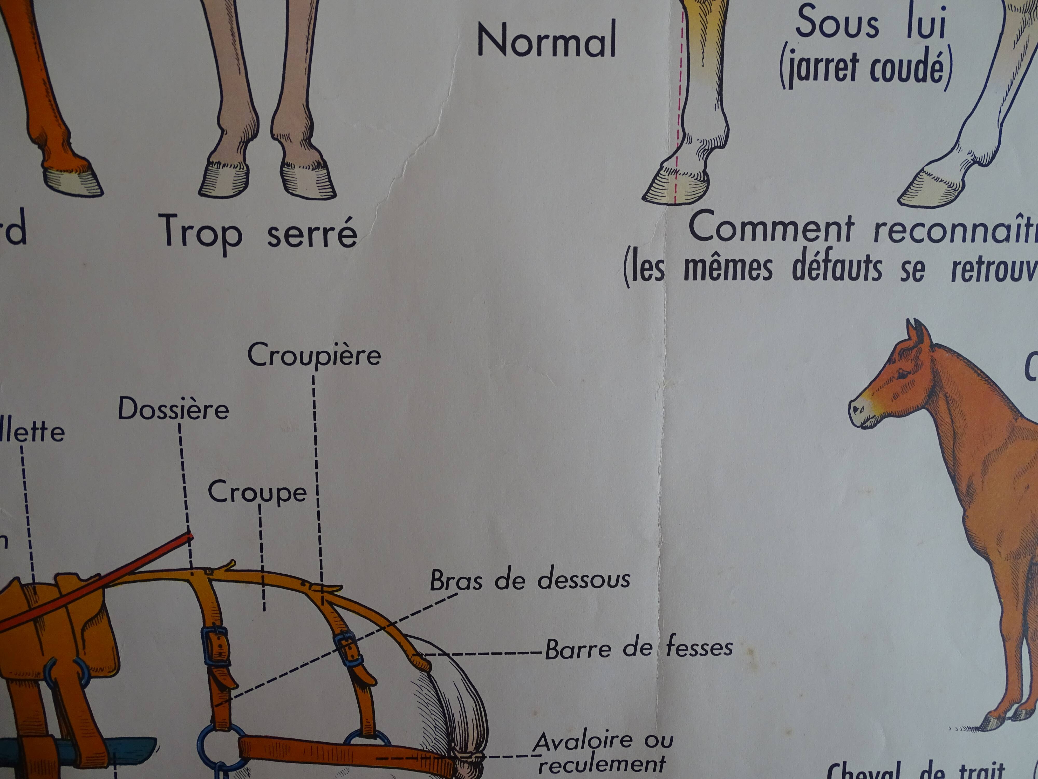 School poster on both sides anatomy cow and horse at the farm . MDI.1964