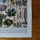 Original lithograph on vegetables
