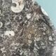 Marble trinket tray with ammonite fossil