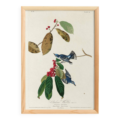 Affiche sur la Paruline azurée, d’après une gravure ancienne de 1827.