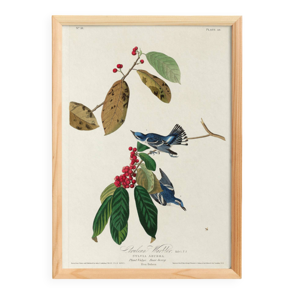 Affiche sur la Paruline azurée, d’après une gravure ancienne de 1827.