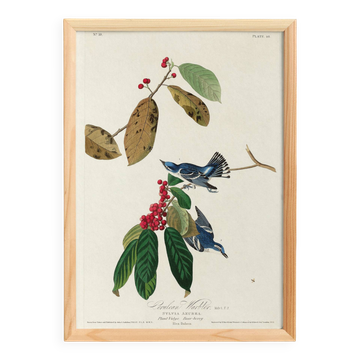Poster about the Azure Warbler, after an old engraving from 1827.