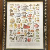 Planche ancienne  Les Champignons - déco cuisine