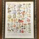 Old board Les Champignons - kitchen decoration