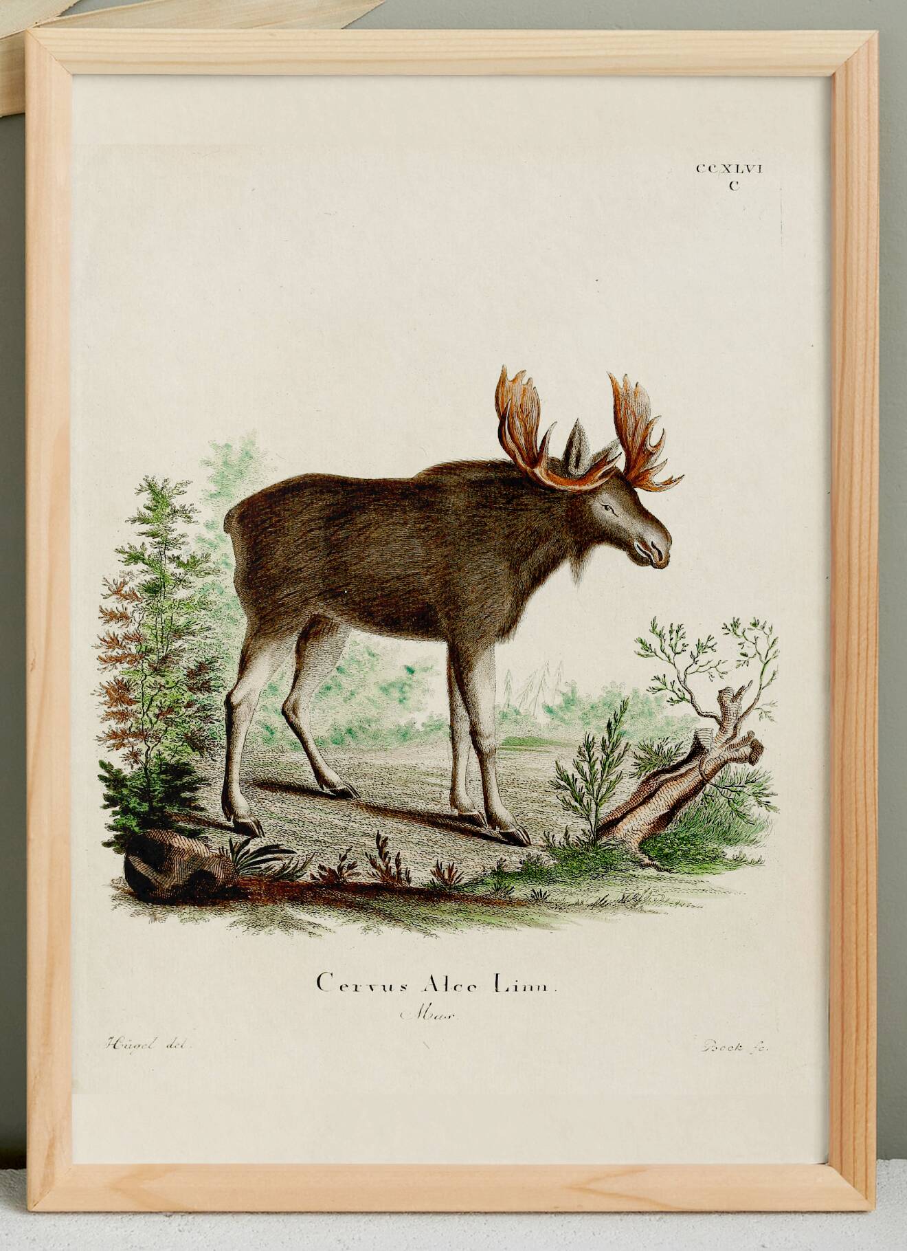 Poster about the Elk, based on an old engraving from 1774.