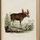 Poster about the Elk, based on an old engraving from 1774.