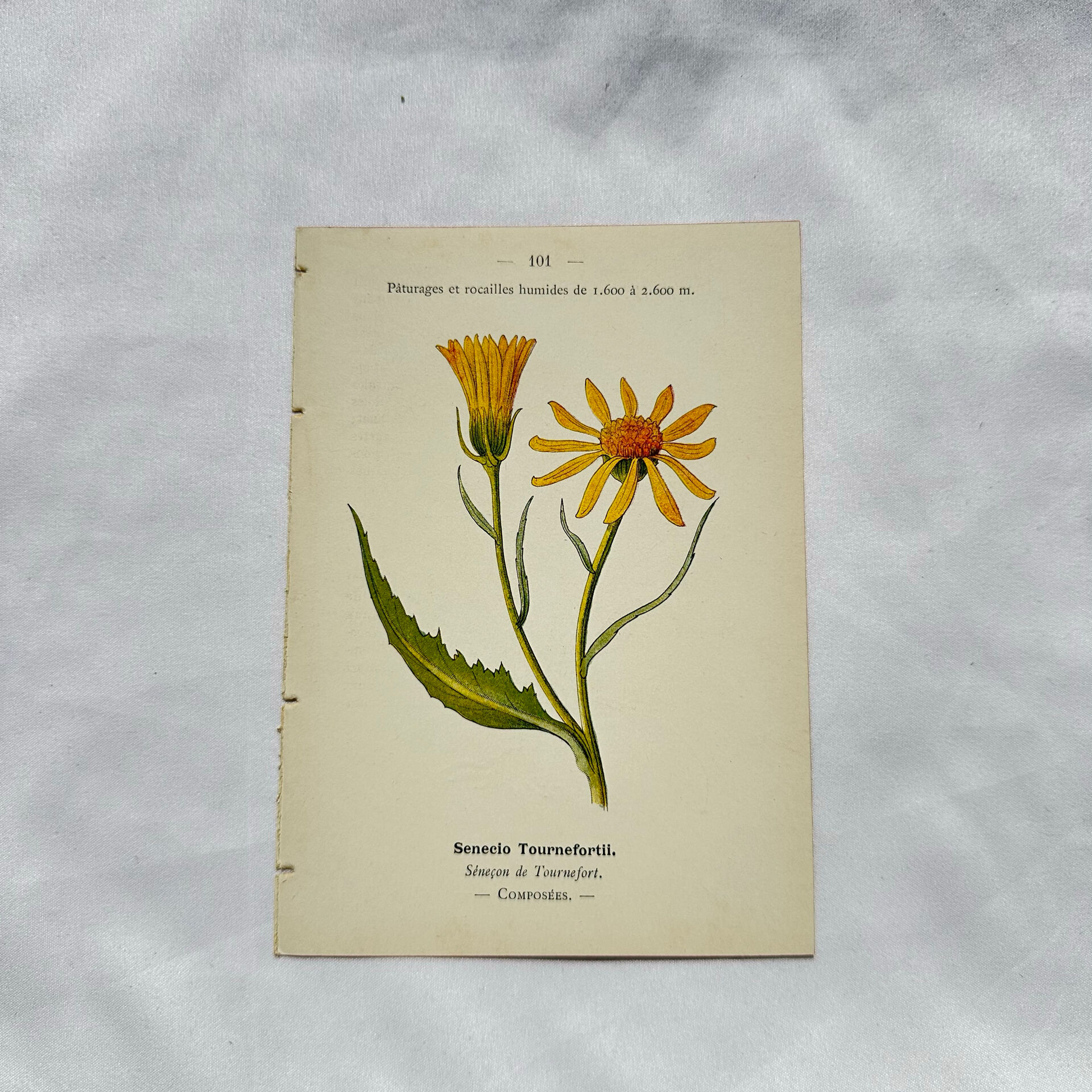 Coloured engraving hands botanical poster antique 1800 double-sided