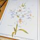 Printed in 1986, White Lily. Botanical plate.