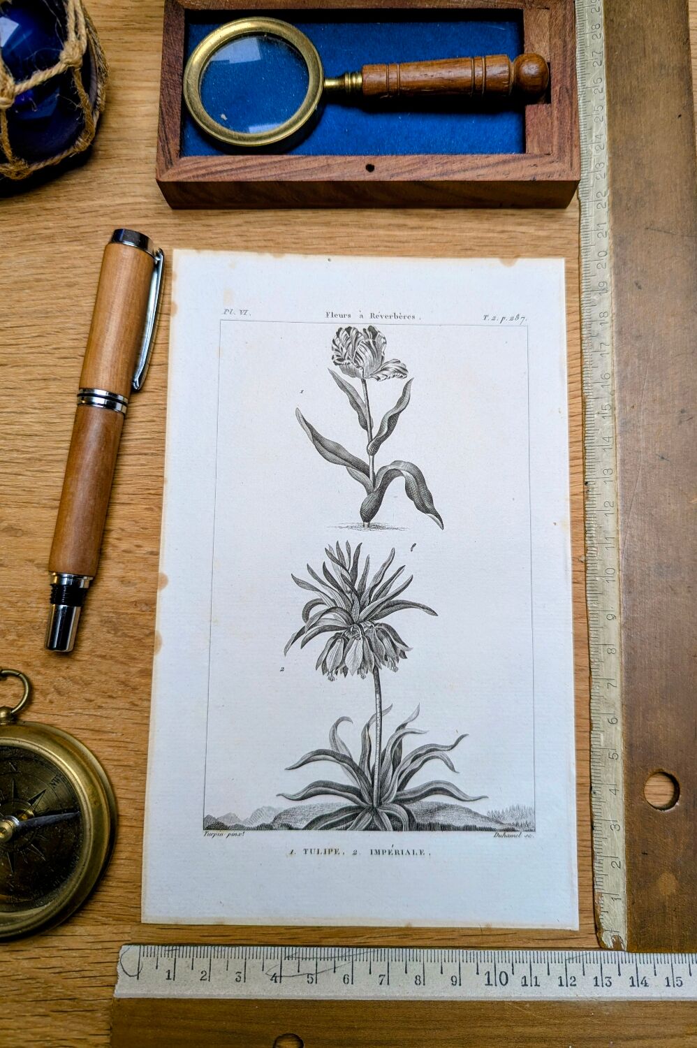 Imprimée en 1818, Tulipe et Impériale. Botanique vintage.