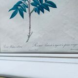 Botanical engraving framed