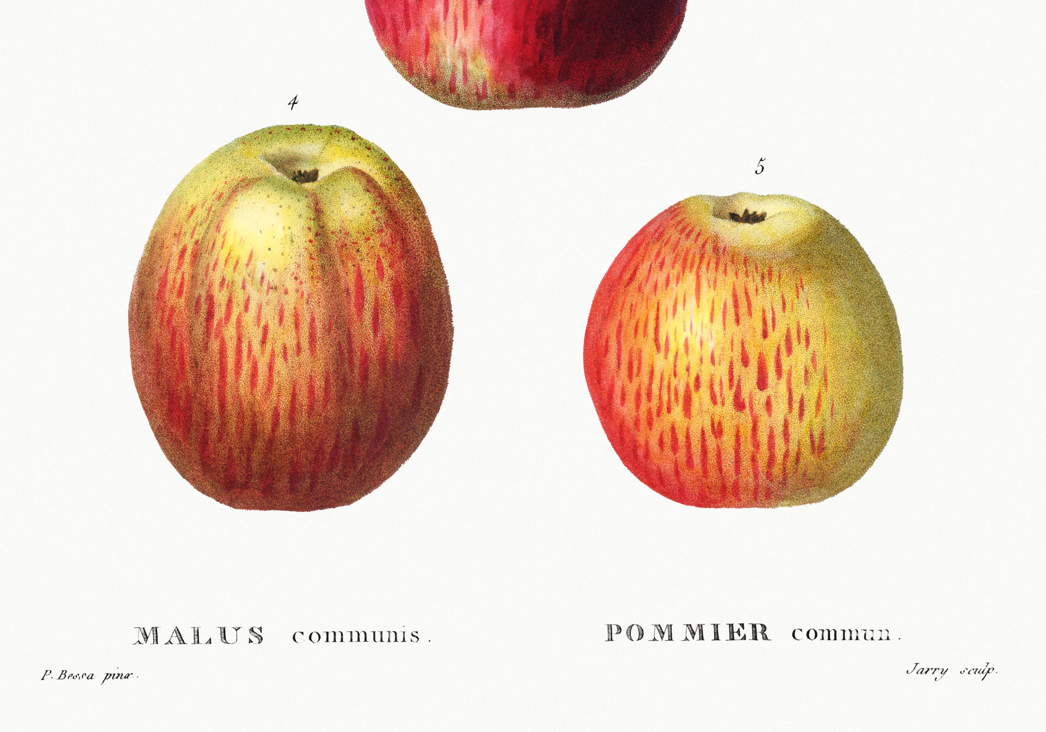 Vintage poster of the common apple tree, based on an engraving from 1802.