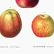 Vintage poster of the common apple tree, based on an engraving from 1802.