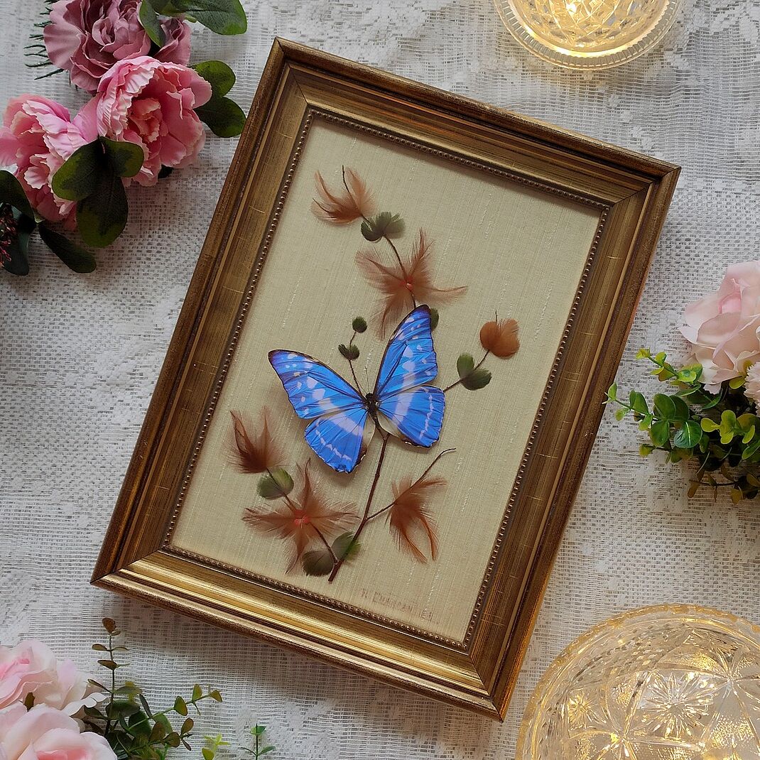 Butterfly taxidermy frame