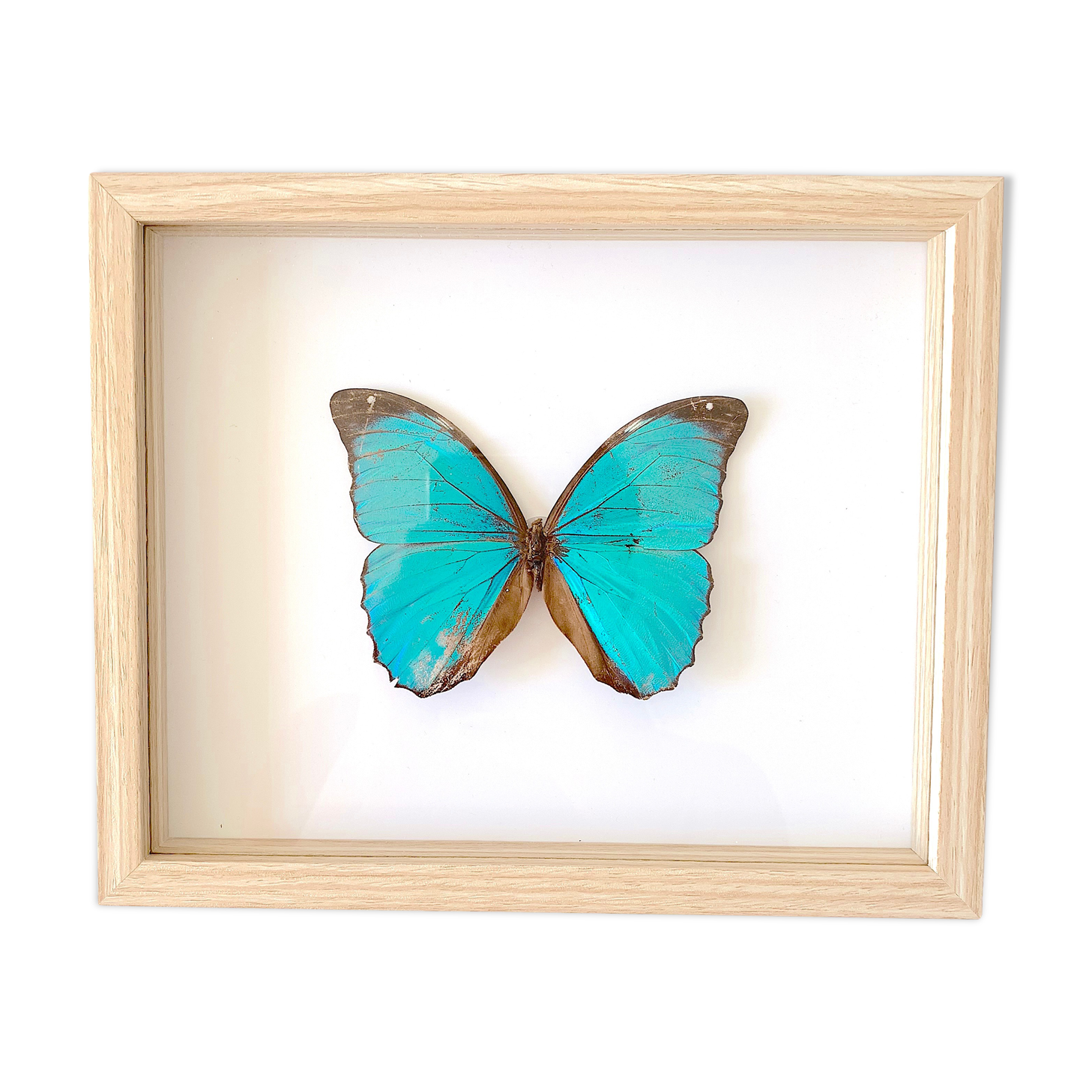 Naturalized butterfly frame