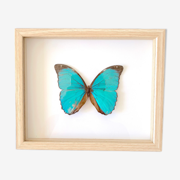 Naturalized butterfly frame