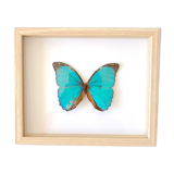 Naturalized butterfly frame