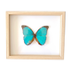 Naturalized butterfly frame