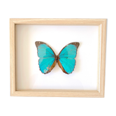 Naturalized butterfly frame