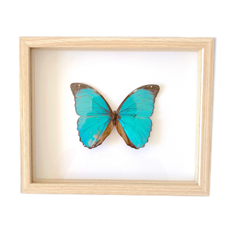 Naturalized butterfly frame