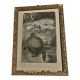 Animal engraving XIXth framed