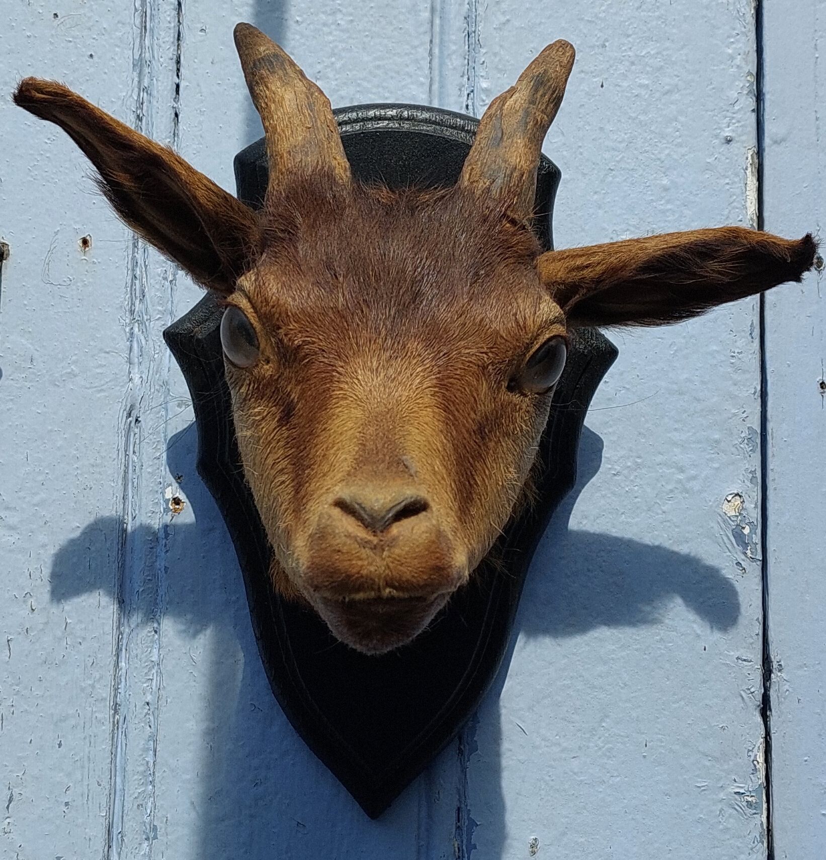Goat hunting trophy