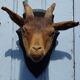 Goat hunting trophy