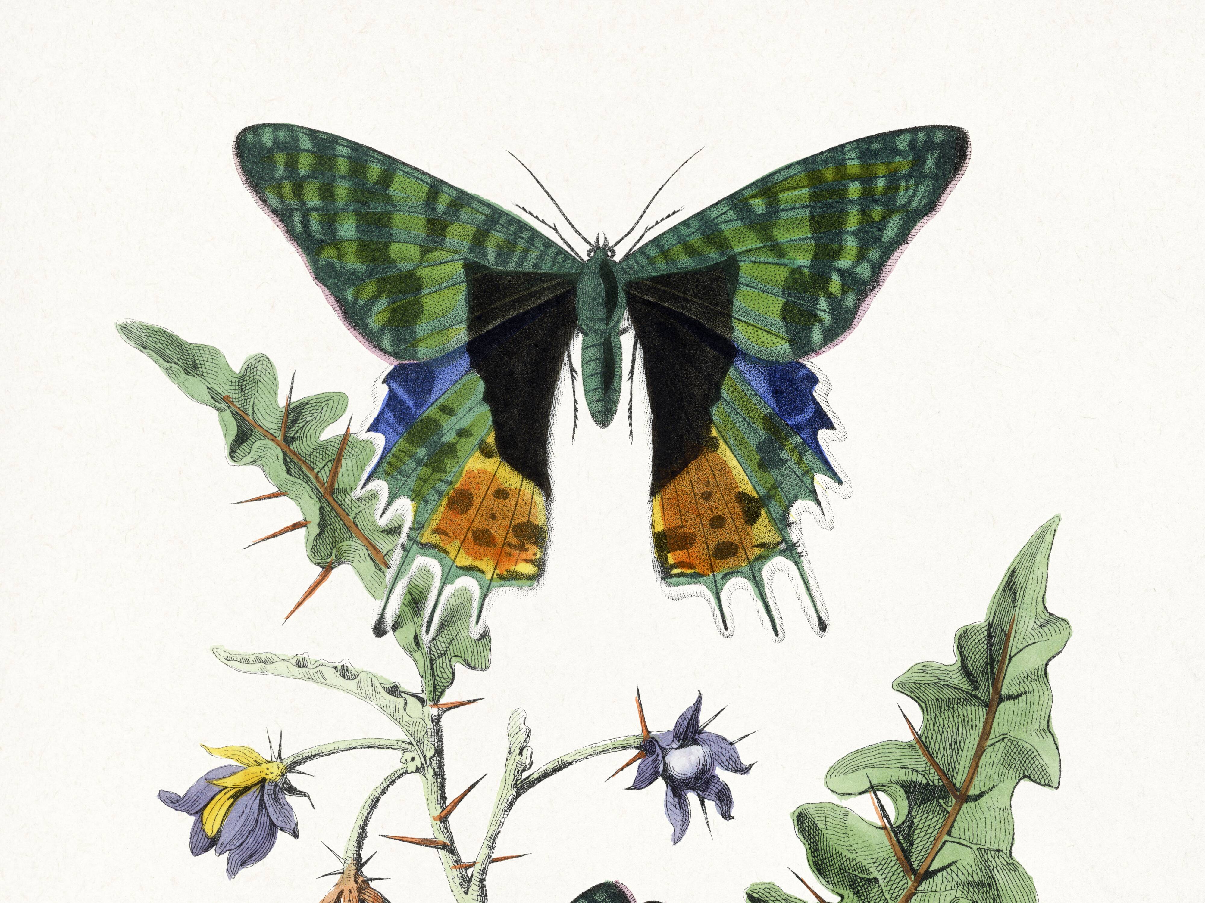 Poster about butterflies, based on an old engraving from 1842.