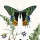 Poster about butterflies, based on an old engraving from 1842.