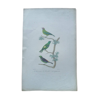 Poster - 19th century zoological engraving - passevert - tricolor - septi