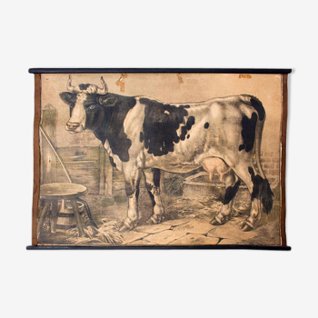 Poster "Cow" educational grid 1891