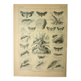Vintage lithograph 1921. De Dessertenne - Noctuid and butterfly. Engraving