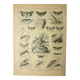 Vintage lithograph 1921. De Dessertenne - Noctuid and butterfly. Engraving
