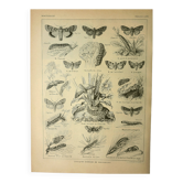 Vintage lithograph 1921. De Dessertenne - Noctuid and butterfly. Engraving