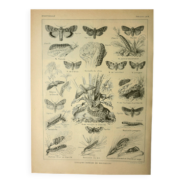 Vintage lithograph 1921. De Dessertenne - Noctuid and butterfly. Engraving