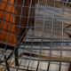 Fauteuil Diamond Harry Bertoia pour Knoll
