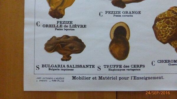 Educational poster DEYROLLE