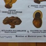 Educational poster DEYROLLE