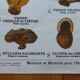 Educational poster DEYROLLE