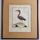 Original engraving by François Nicolas Martinet, 18th century, Louisiana crab fisher, framed,