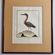 Original engraving by François Nicolas Martinet, 18th century, Louisiana crab fisher, framed,