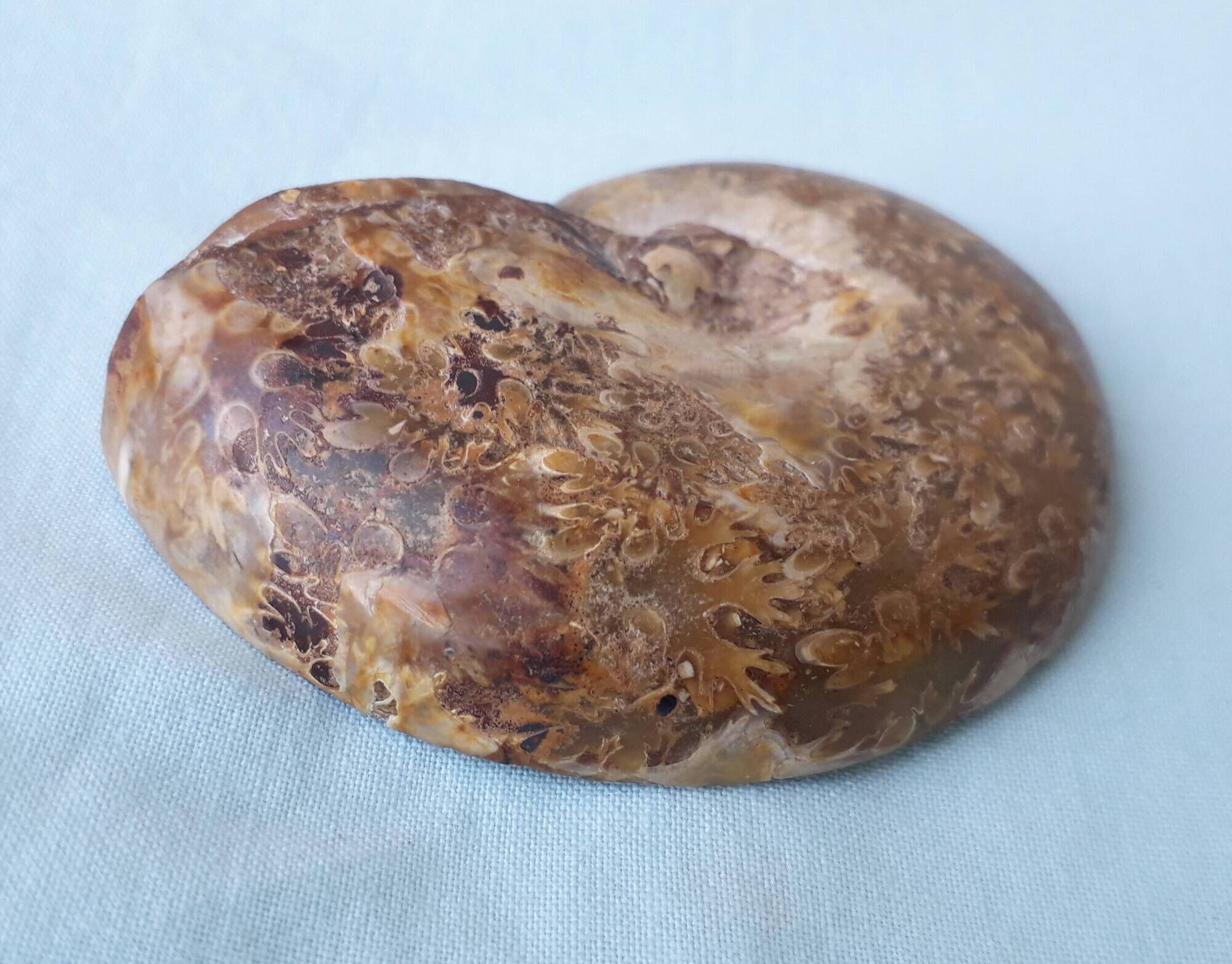 Fossil shell in stone