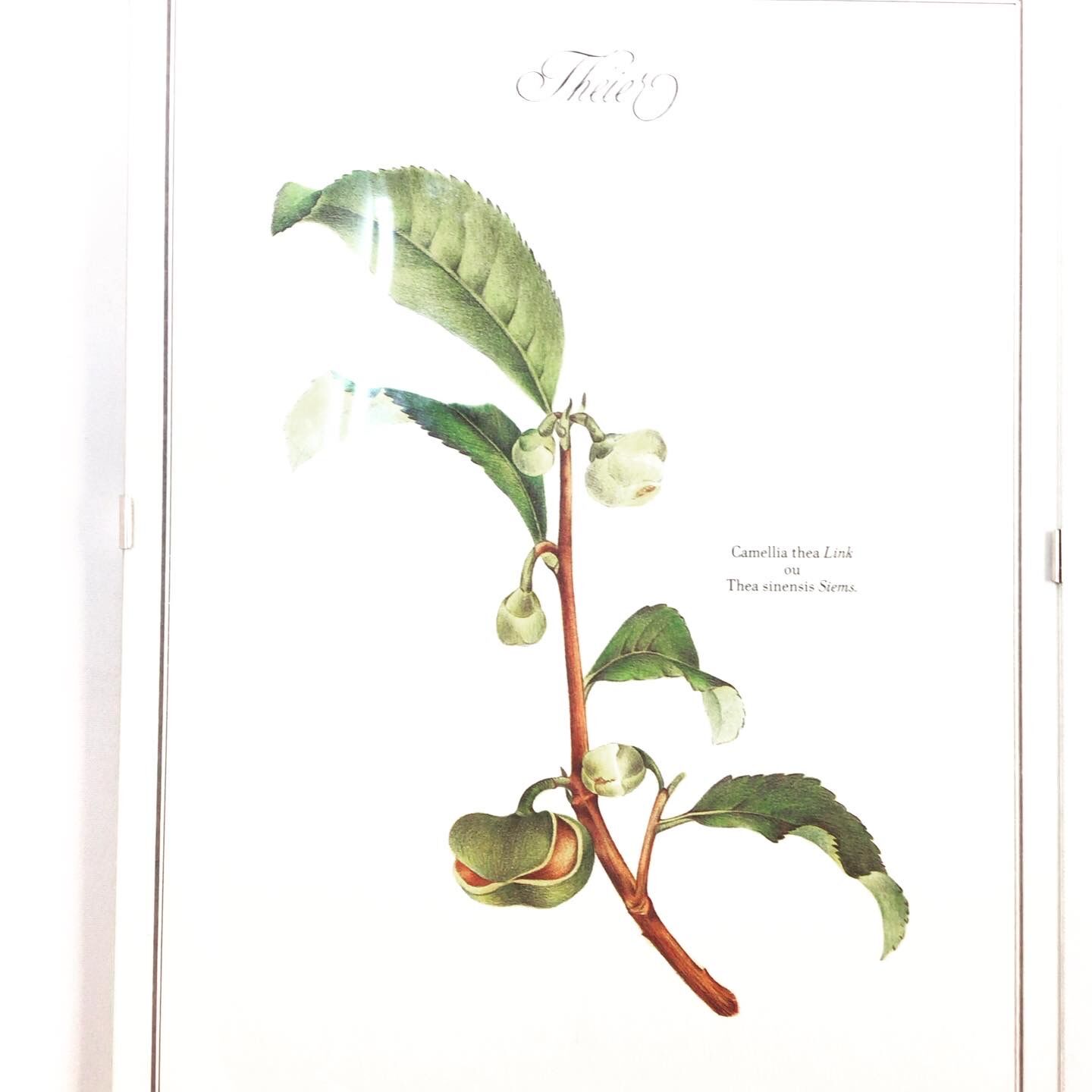 Frame of a botanical poster: The Teaier