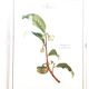 Frame of a botanical poster: The Teaier