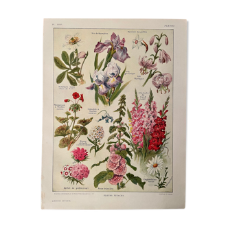 Lithograph on perennial flowers - 1920