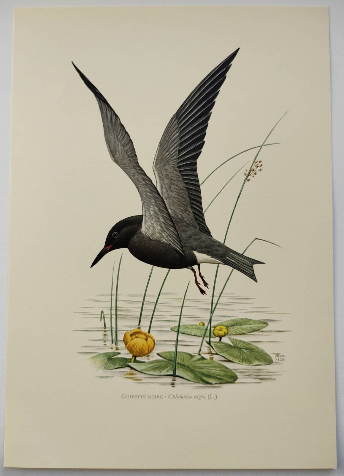 Bird illustration from the 1960s - Black Tern - Vintage zoological and ornithological board