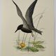 Bird illustration from the 1960s - Black Tern - Vintage zoological and ornithological board