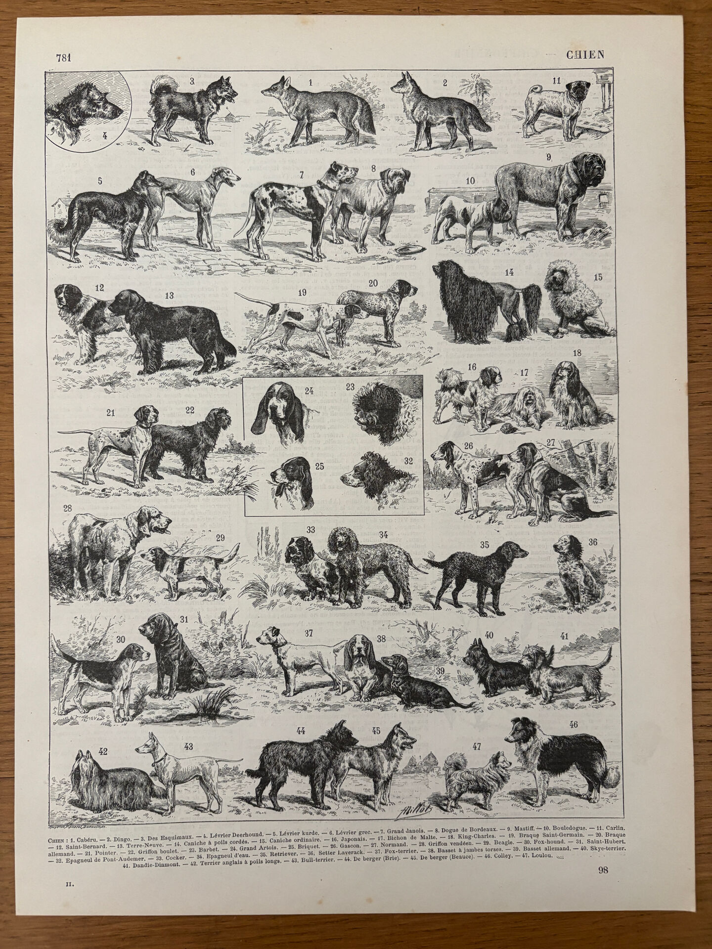 Réservé Julia - 2 planches illustrées sur les chiens