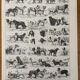 Réservé Julia - 2 planches illustrées sur les chiens