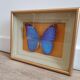 Butterfly naturalized golden frame