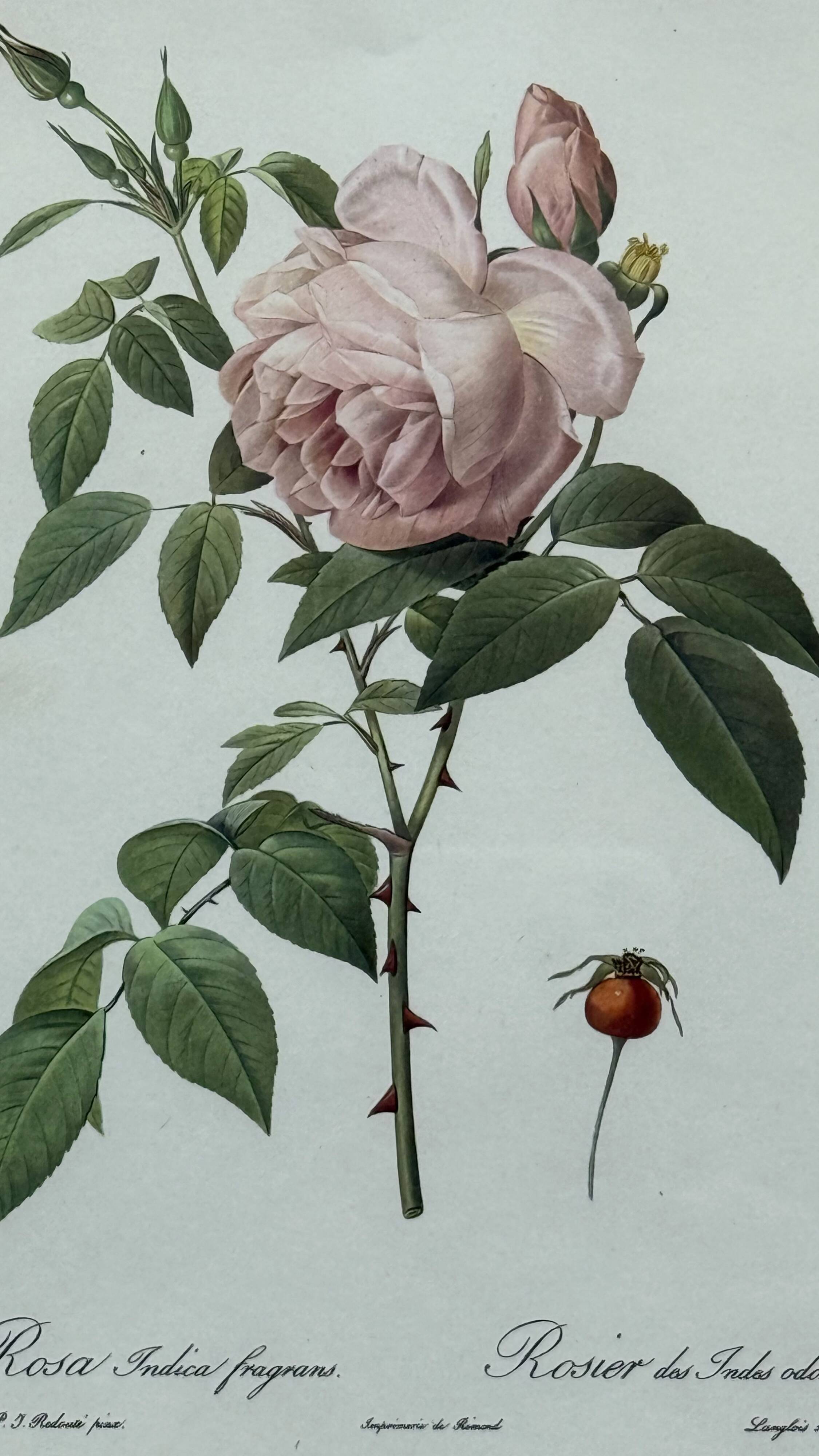 Floral illustration